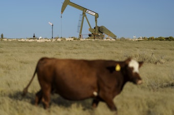 caption: A cow walks through a field as an oil pumpjack and a flare burning off methane and other hydrocarbons stand in the background in the Permian Basin in Jal, N.M., Oct. 14, 2021.