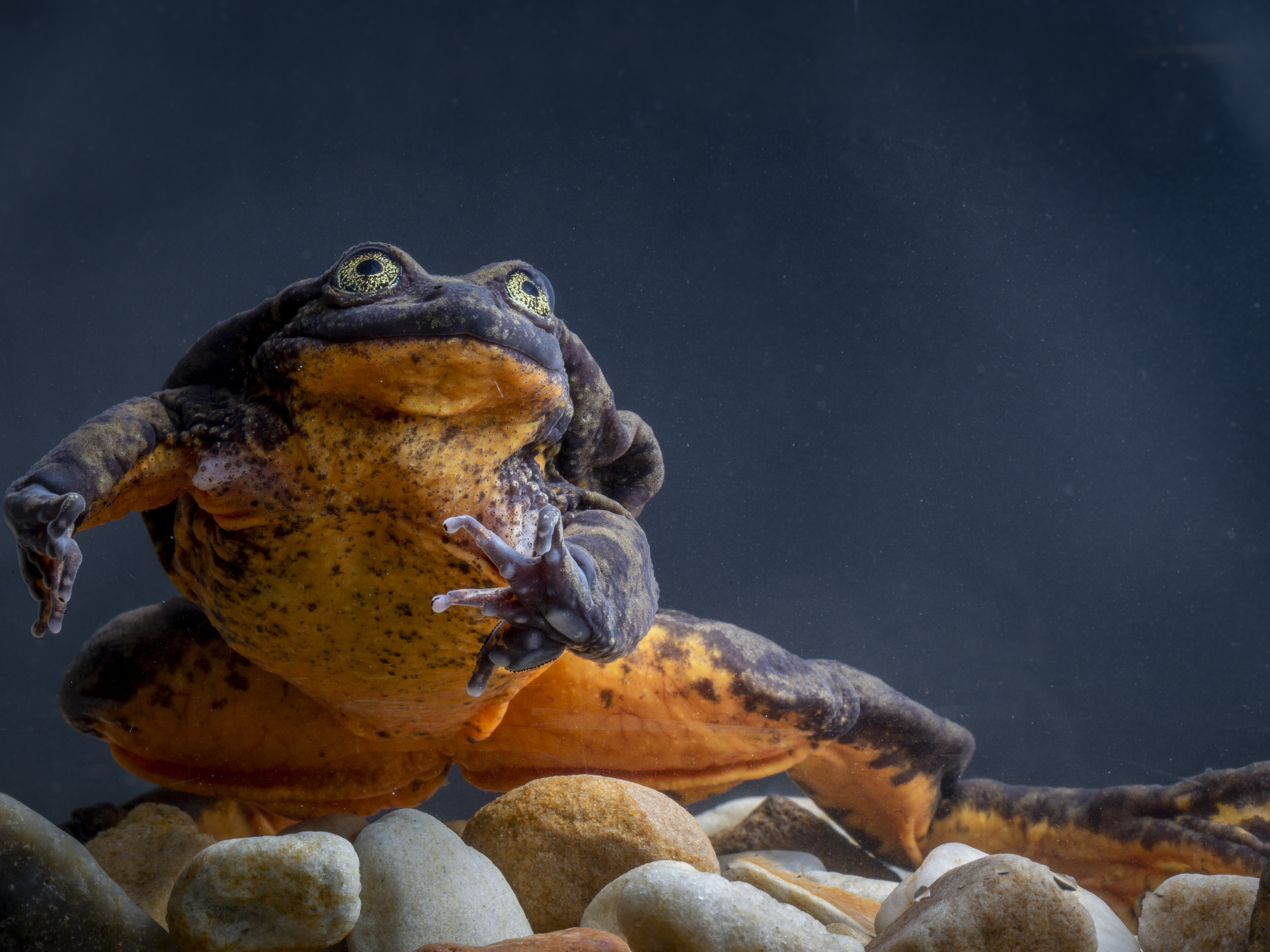 caption: Romeo has spent 10 years living in isolation but he'll soon meet a potential love interest, aptly named Juliet.