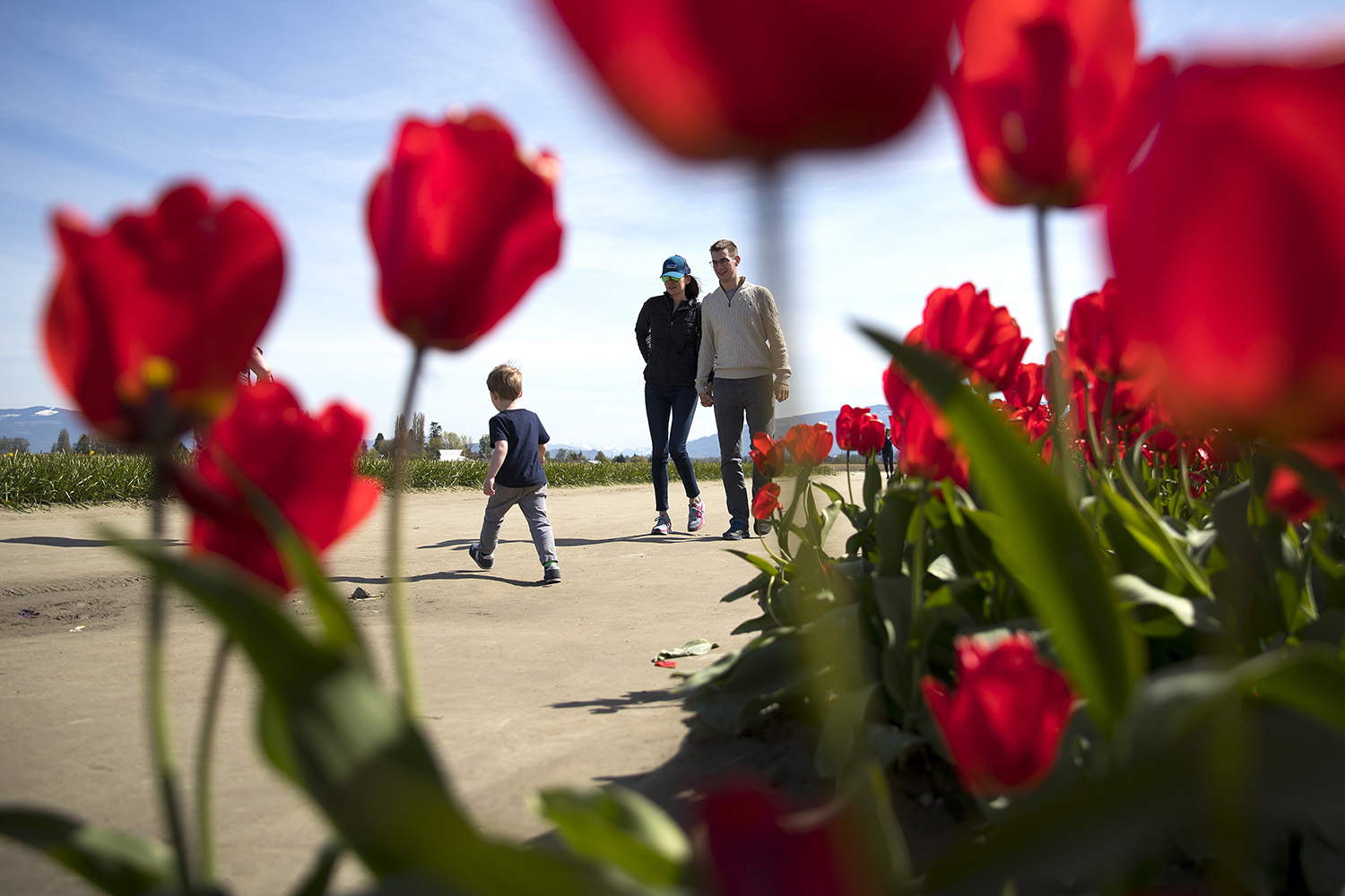 caption: Patrons walk along a path next to rows of red tulips on Tuesday, April 24, 2018, at RoozenGaarde near Mount Vernon. 