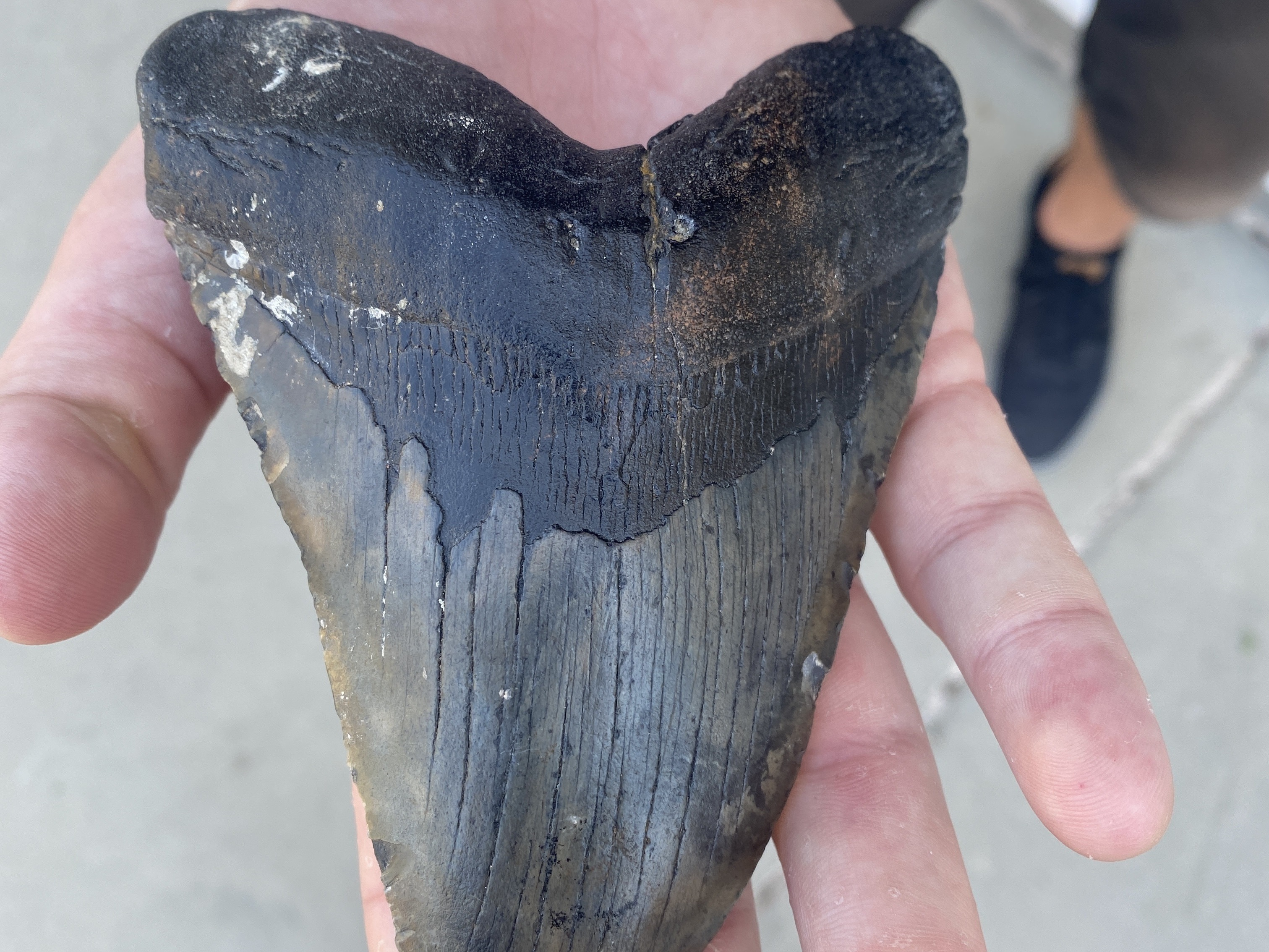 Phillip Stearnes holds a fossilized Megalodon shark tooth. 2