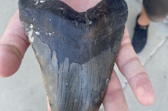 Phillip Stearnes holds a fossilized Megalodon shark tooth. 2