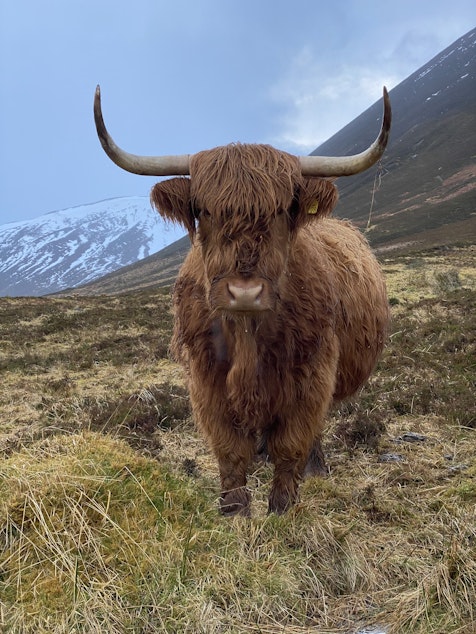 caption: Scottish cow at the Alladale Wilderness Reserve.