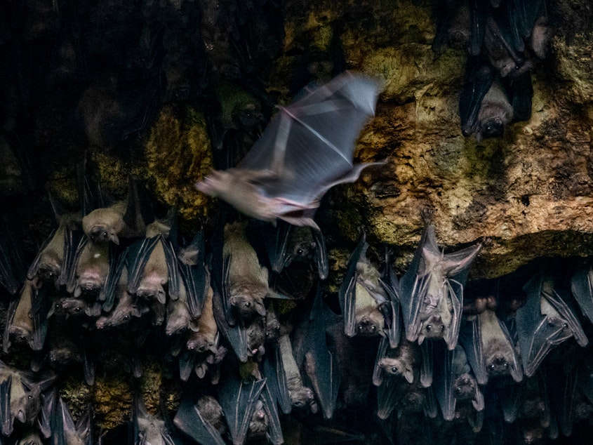 caption: Bats congregate in the Bat Cave in Queen Elizabeth National Park on August 24, 2018. Scientists placed GPS devices on some of the bats to determine flight patterns and how they transmit Marburg virus to humans. Approximately 50,000 bats dwell in the cave.