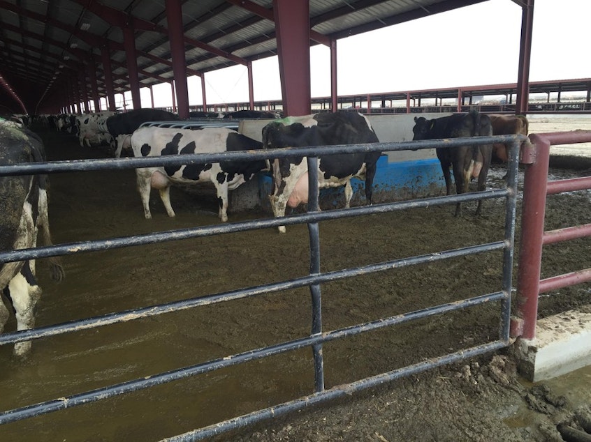 caption: A controversial dairy in Oregon has been cited for numerous manure and waste violations.Courtesy of Friends of Family Farmers