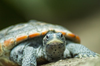 caption: In less than 100 years, thousands upon thousands of diamondback terrapins had succumbed to the American appetite, depleting the species.