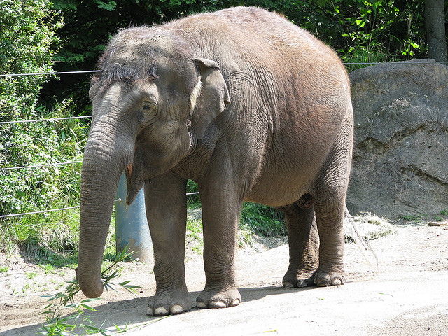 caption: "Bamboo" is one of the Asian elephants at Woodland Park Zoo in Seattle.