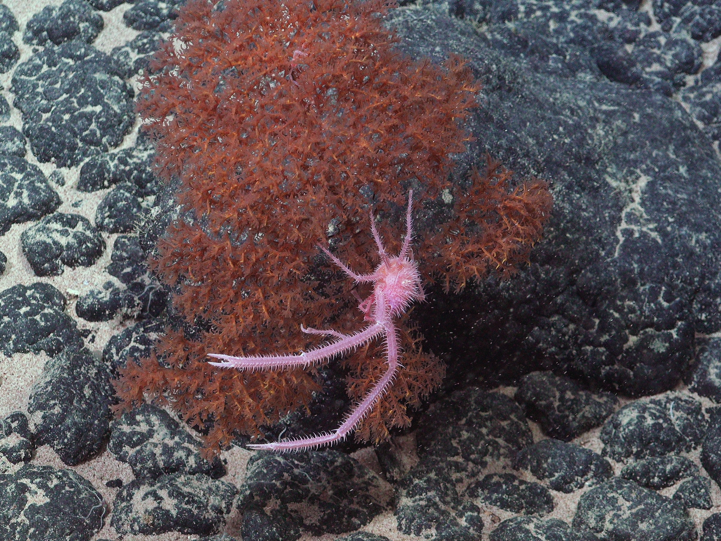 caption: A squat lobster in the genus Sternostylus, thought to be a newly identified species, was photographed along the Nazca Ridge off the coast of Chile.