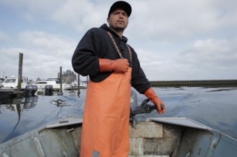 caption: Native fishermen on the Pacific coast are seeing fewer cold water animals and reporting more sightings of warmer water species. Humboldt squid are being reported in waters off Oregon, Washington and British Columbia. Ten years ago, sightings north of San Diego were rare.
