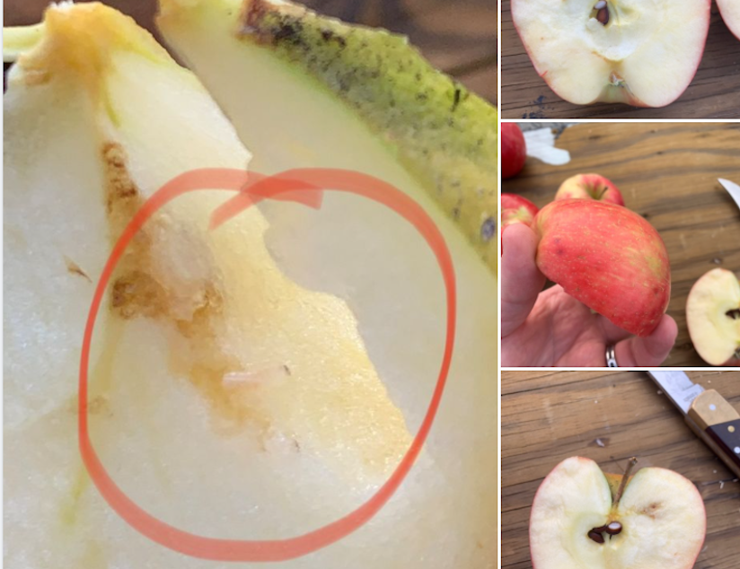 caption: A screenshot of a Facebook post of the apples that Gov. Jay Inslee brought to eastern Washington. The apples were found to be infested with apple maggots, a dangerous pest.