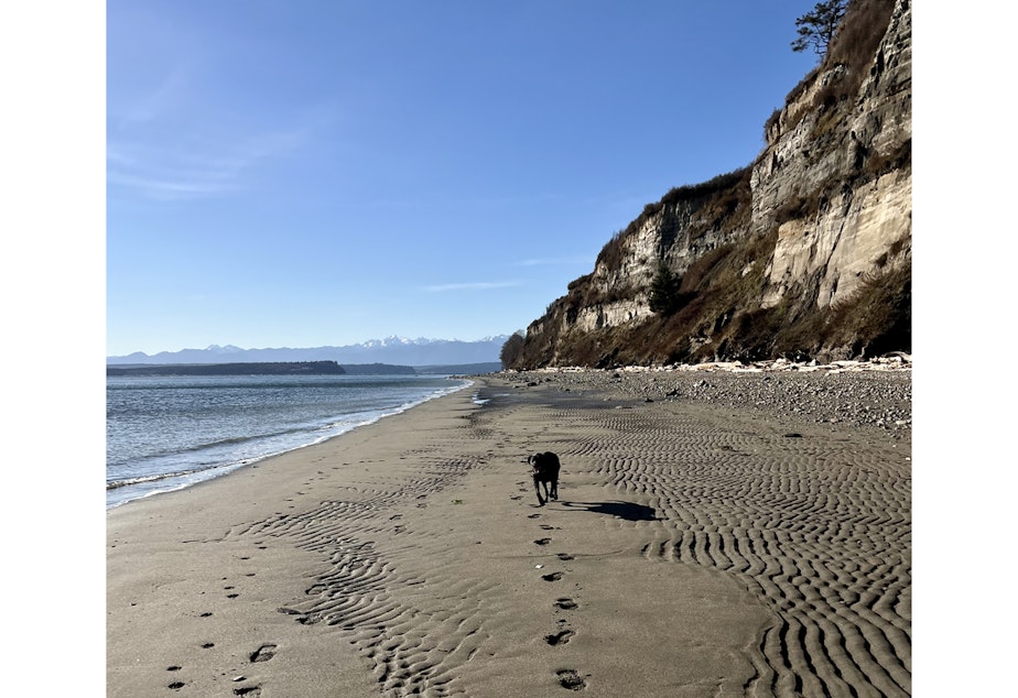 caption: KUOW photographer Megan Farmer's black lab Sully runs along Double Bluff beach on January 29, 2023, on Whidbey Island. 