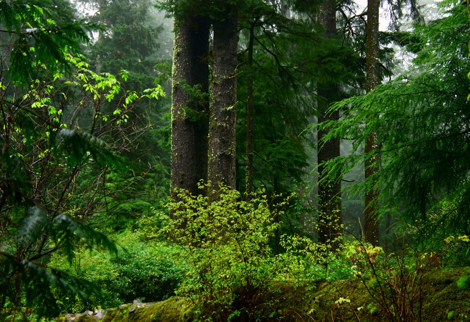 caption: The marbeled murrelet nests in old-growth coastal forests of Washington, Oregon, British Columbia and California.