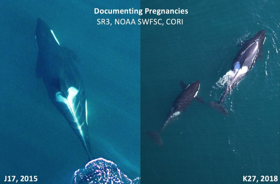 caption: Drone photography reveals the bulging midriffs of pregnant orcas in 2015 and 2018.