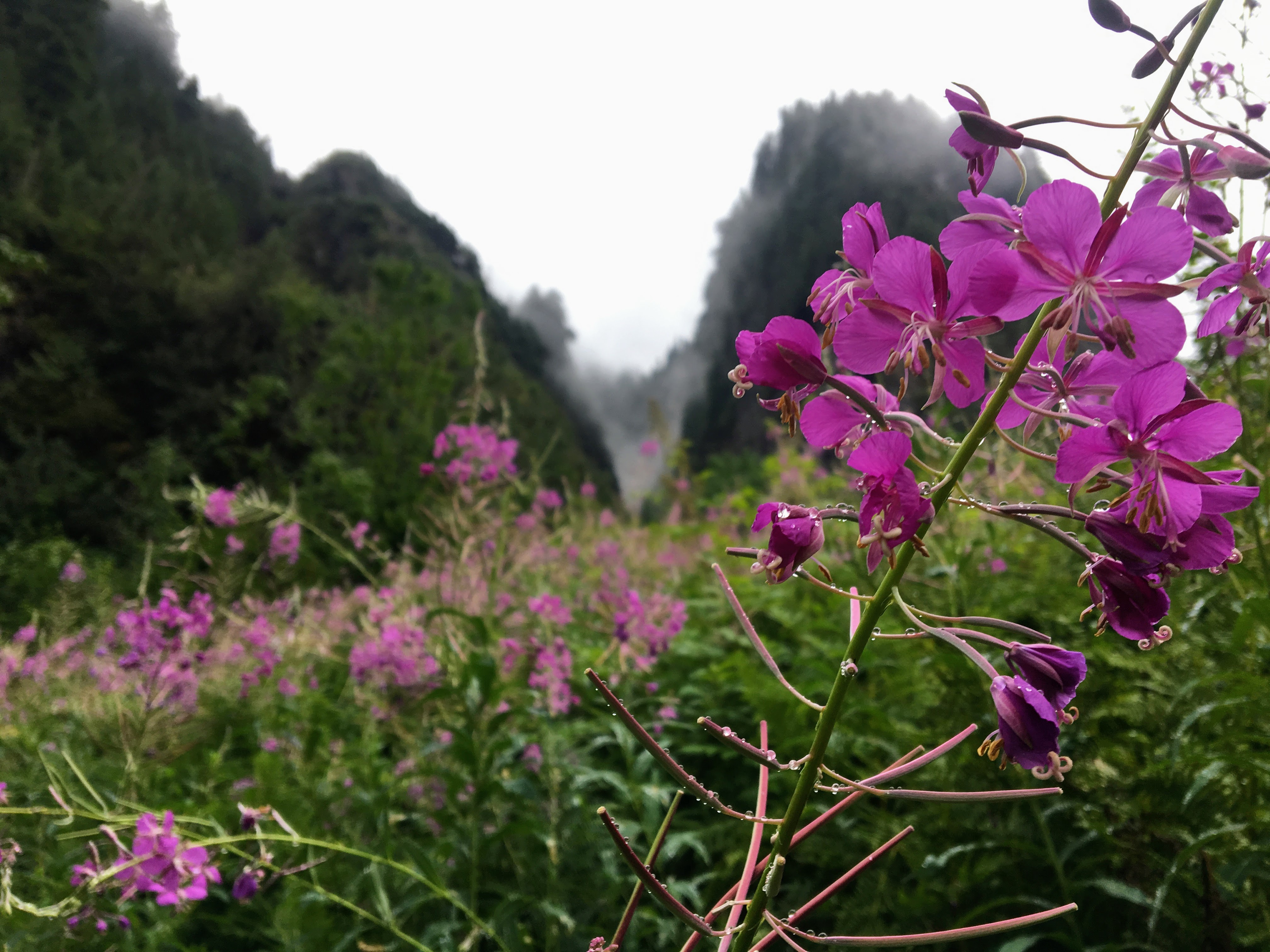 caption: Fireweed blooms in the U.S. Forest Service's Perry Creek Research Natural Area in the Washington Cascades on Aug. 21, 2021.