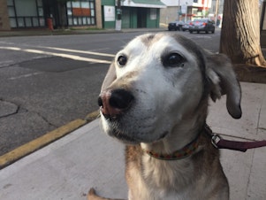caption: Henry lives in Belltown, where he likes to cuddle, go for walks, and poop. He is a very good boy.