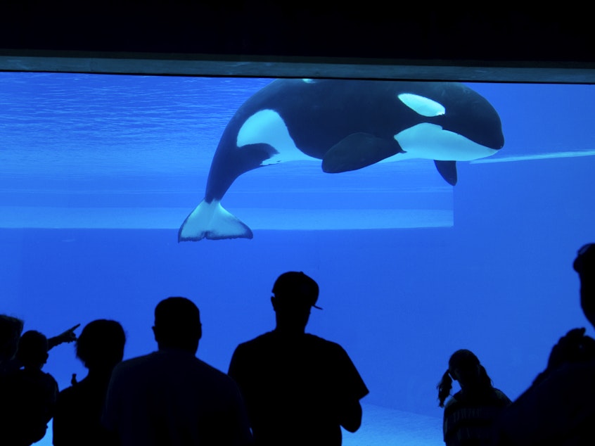 caption: Kiska, Marineland's last living orca, is seen at the amusement park in 2012.