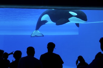 caption: Kiska, Marineland's last living orca, is seen at the amusement park in 2012.