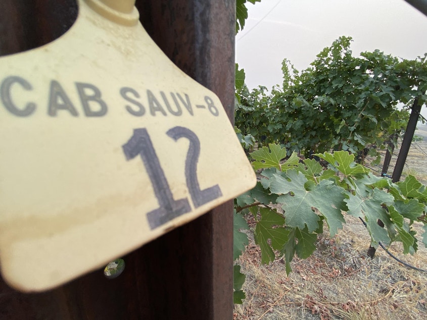 caption: Recent wildfires and associated smoke that innundated the Northwest in September means grape growers and winemakers are scrambling to test for smoke taint.