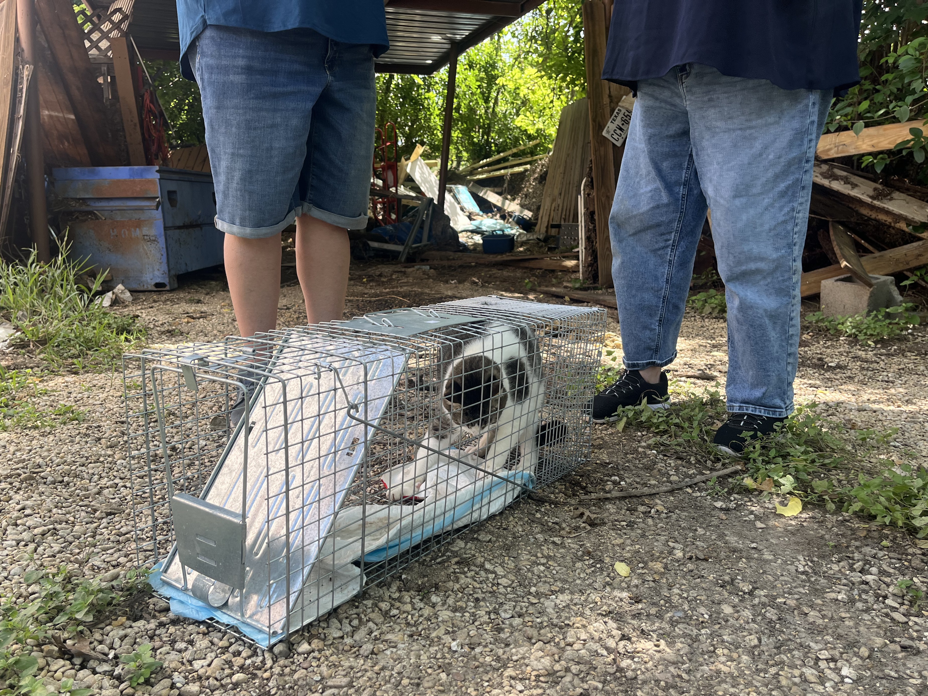 caption: Rambo the cat thrashes in a cat trap near his home in Ingram, Texas on Thursday, July 10. Rambo had been missing for almost a week after the catastrophic flooding in central Texas.