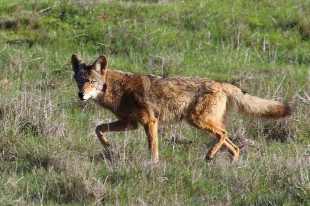 caption: A file photo of a coyote. The group behind Idaho's controversial coyote- and wolf-shooting derby in 2013 is seeking to expand the event for this winter. 