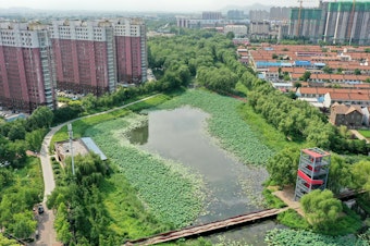 caption: This natural pond helps reserve precipitation in the ecological corridor of Qian'an, a city in China's Hebei province. Like many other Chinese cities, Qian'an used to fall victim to urban flooding during rainy seasons. But things have changed since 2015, when the city was included in a national pilot program for "sponge city" construction.