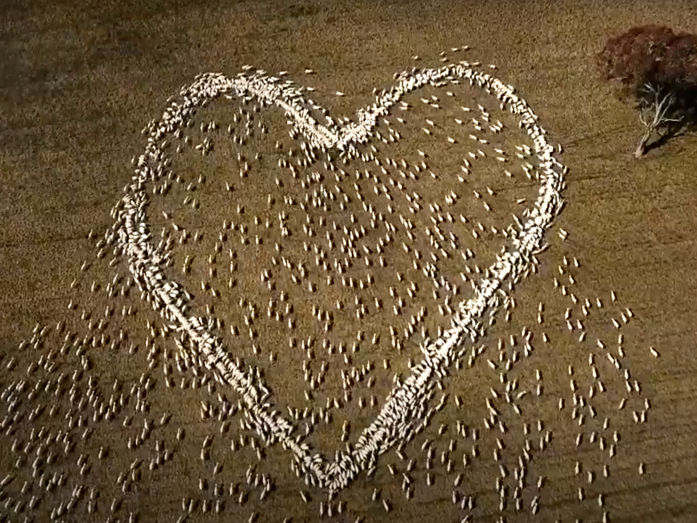 caption: In this image taken from video, sheep form the shape of a heart in a field in Guyra, northern New South Wales, Australia, Thursday, Aug. 5, 2021.