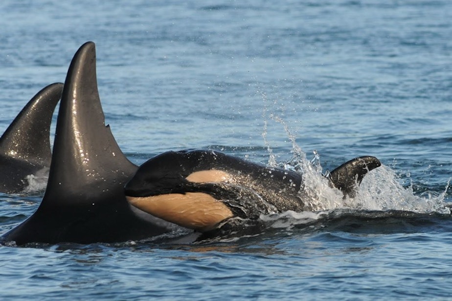caption: Baby orca J54 swims with its mom, J28, in the waters off San Juan Island this month.