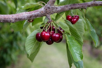 caption: Cherries in a Yakima orchard.