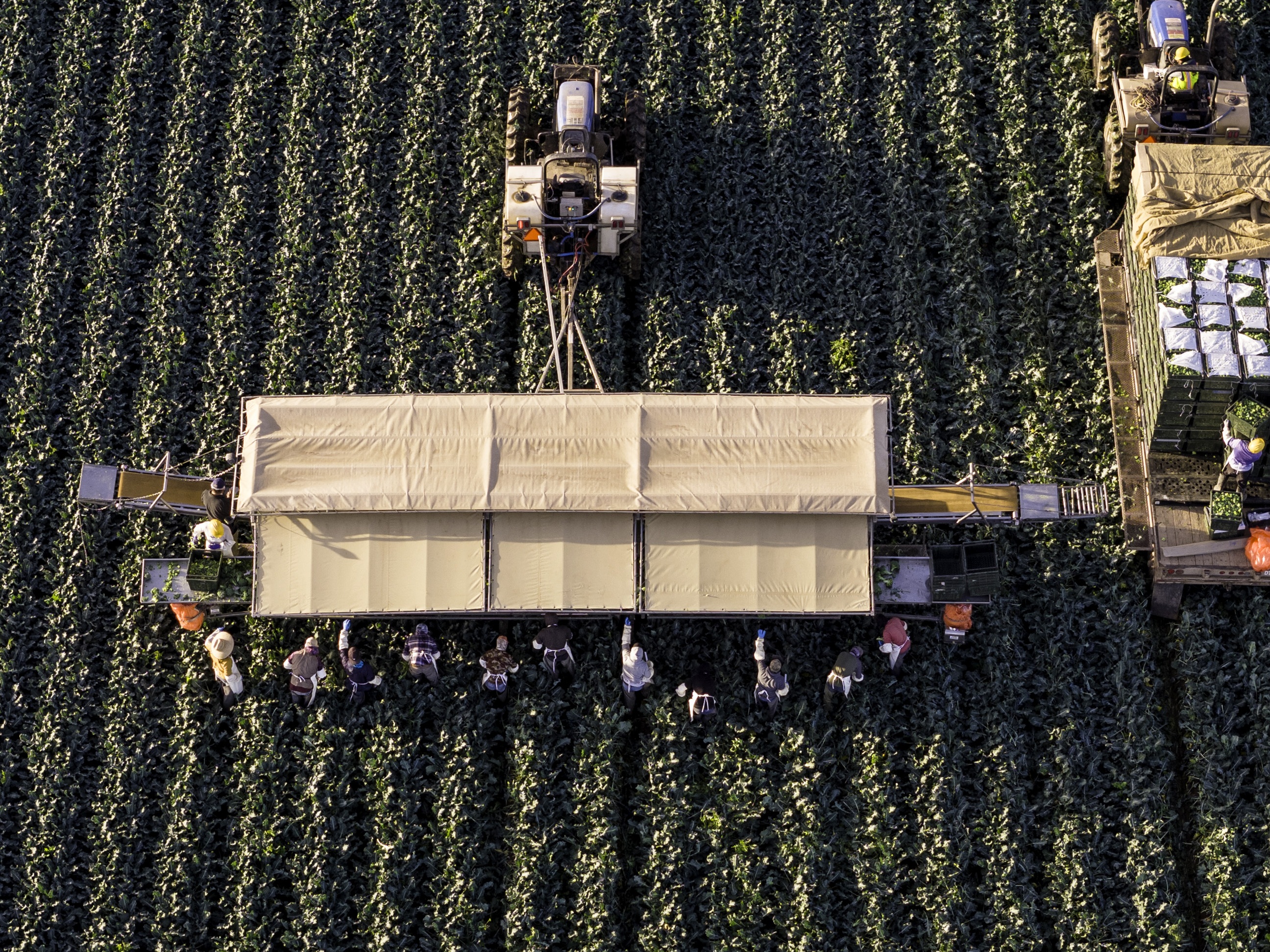 caption: In this file photo, an aerial view shows farm workers harvesting broccoli near the U.S.-Mexico border on March 9, 2024, in Yuma, Ariz.