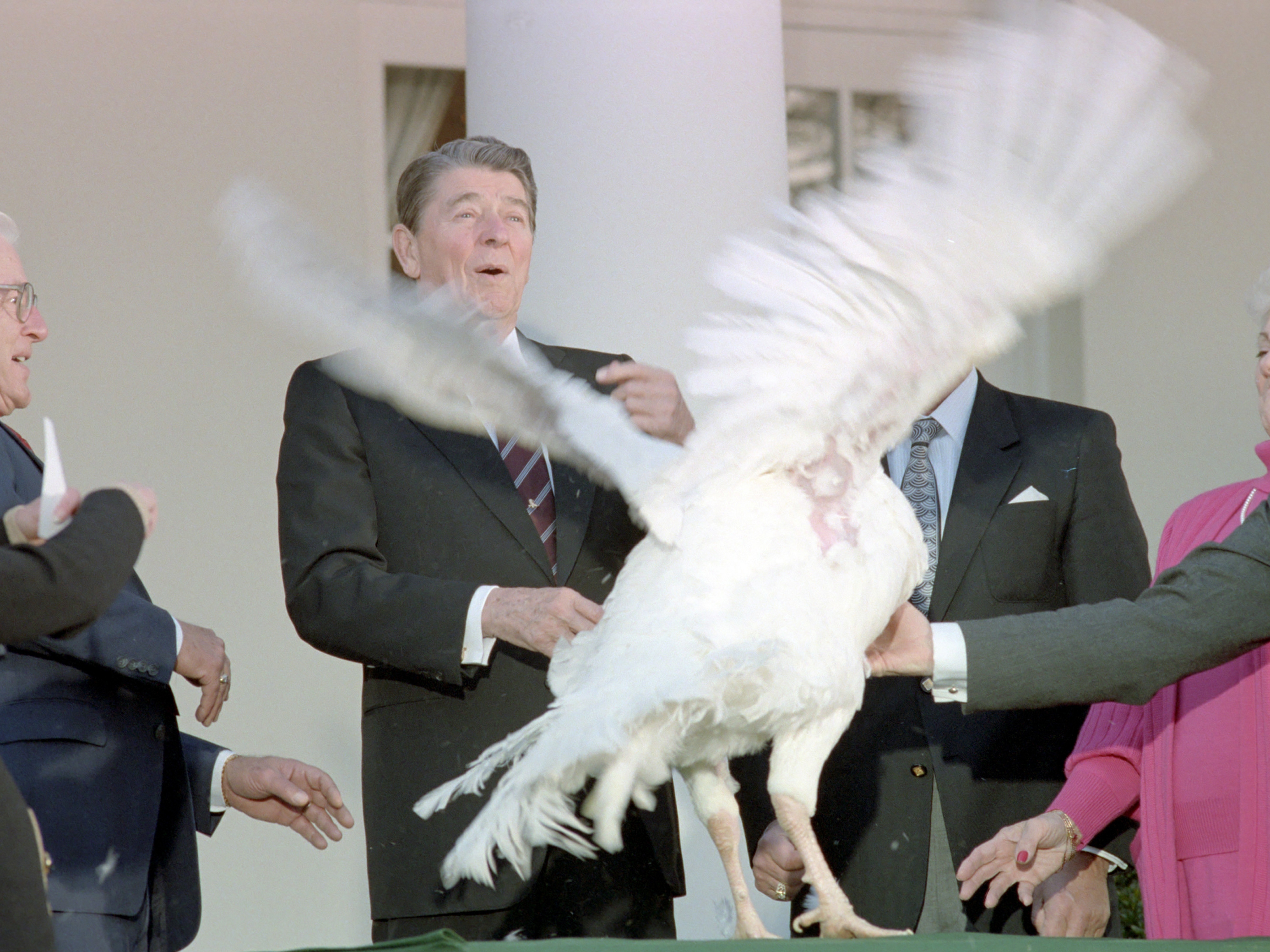 caption: This turkey seemed to be in a fowl mood in 1987 when Ronald Reagan used the word "pardon" for the first time in reference to sparing a Thanksgiving turkey.