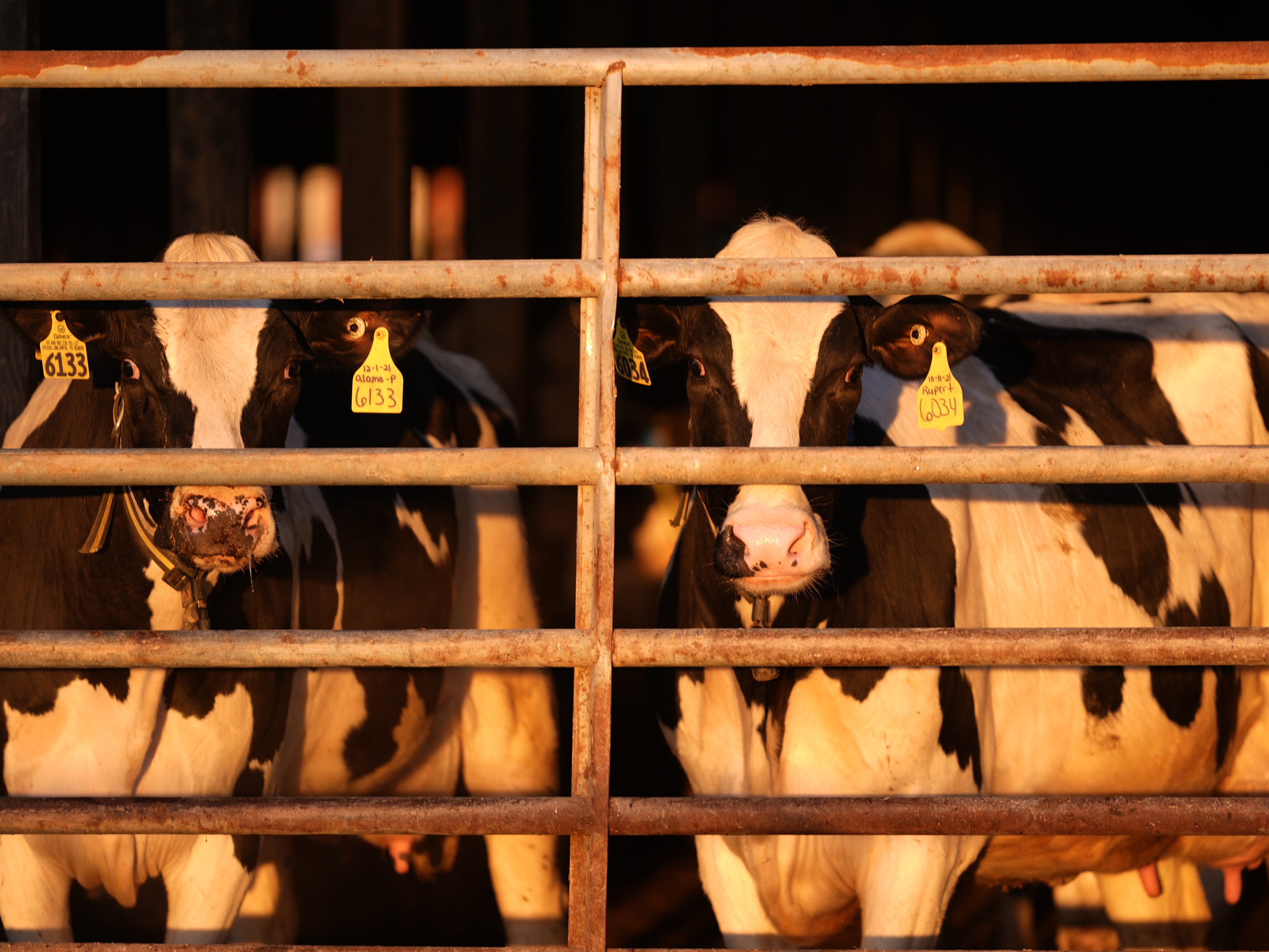 caption: Bird flu continues to spread among dairy cattle. And new research shows there may be more cases among farm workers than health officials have confirmed to date. 