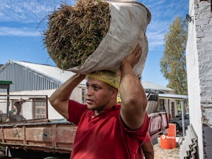 caption: A worker at the Wupperthal Original Rooibos Co-operative's processing facility carries a bag of freshly harvested rooibos to the processing area. The country's rooibos tea exports have skyrocketed from barely 500 tons in 1996 to nearly 9,000 tons today — enough to fill 3.6 billion teabags. But indigenous farmers were long cut out of the revenues, until a ground-breaking agreement was forged.