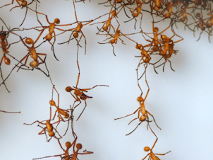 caption: When army ants encounter obstacles, they link together to build living bridges.