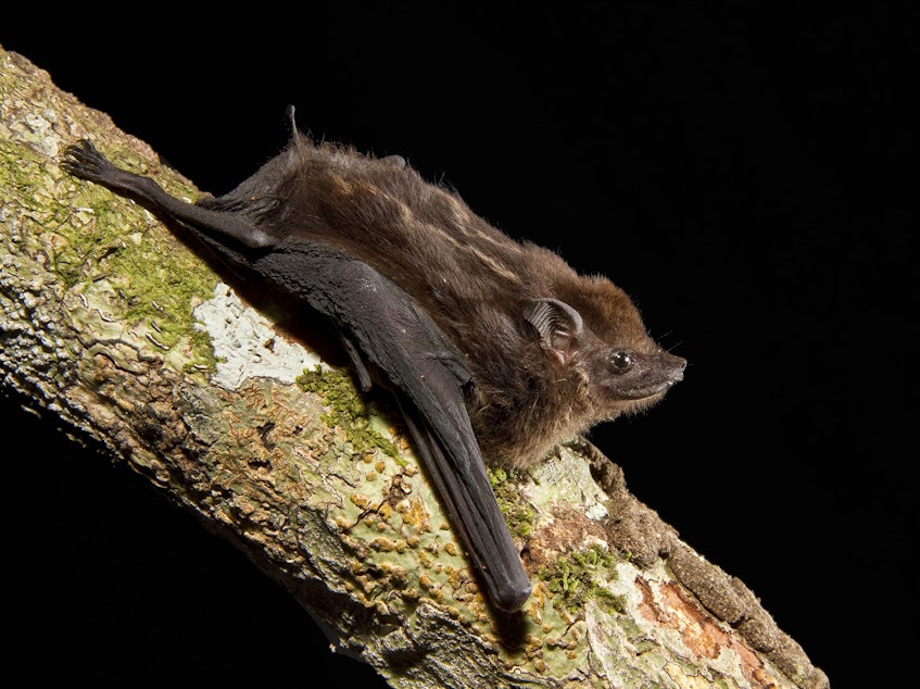 caption: After listening to hours of bat pups in the wild, scientists have identified eight characteristics of babbling that are shared by human babies and the greater sac-winged bat.
