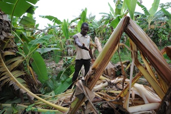 caption: A farmer shows the damages done to his cocoa plantation by an elephant in West Africa. New research says climate change is putting wildlife and humans in conflict more often.
