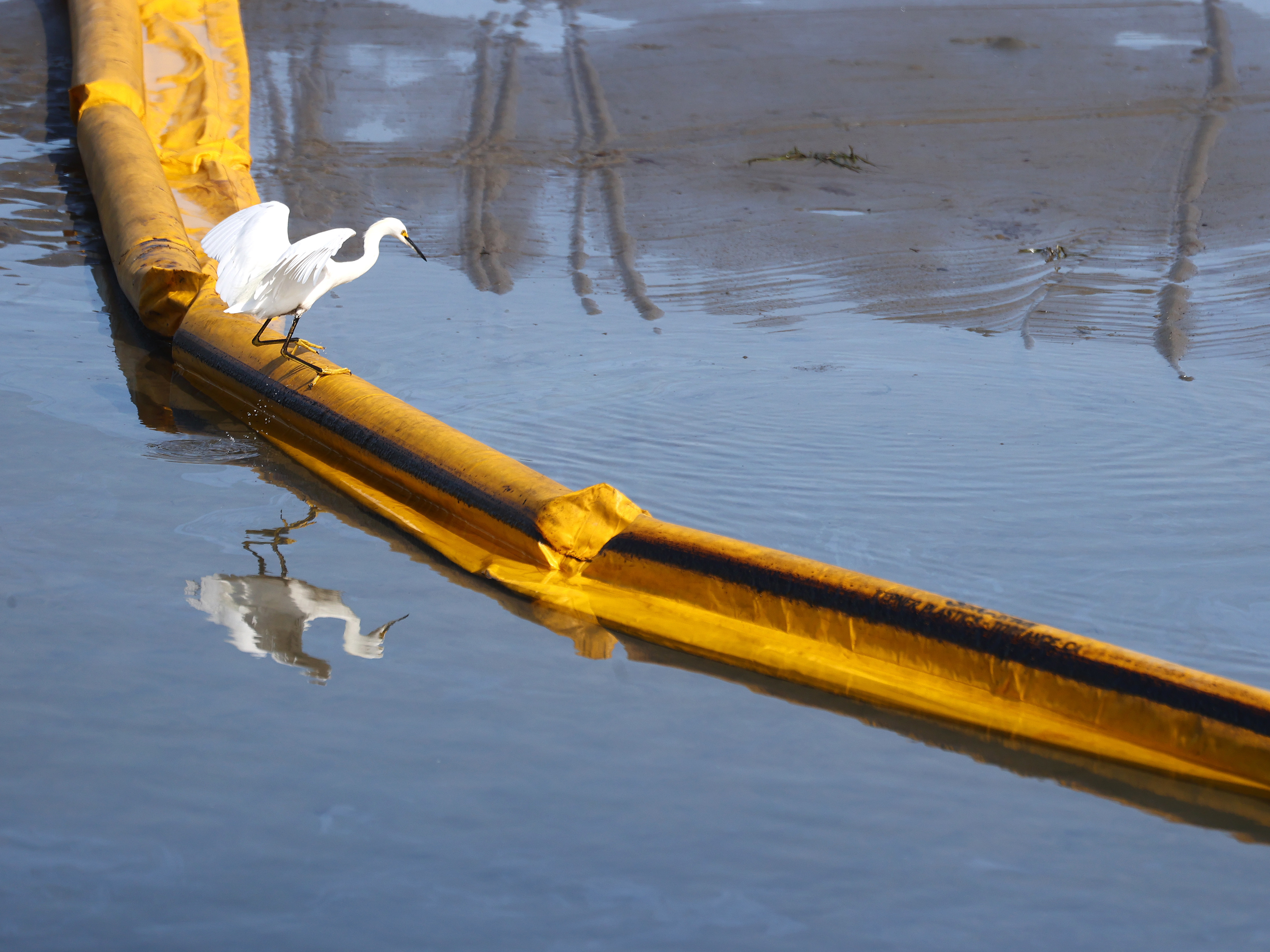 caption: A bird balances on a temporary floating barrier used to contain oil that seeped into Talbert Marsh, home to about 90 bird species, after a 126,000-gallon oil spill off the coast of Huntington Beach, Calif., over the weekend.