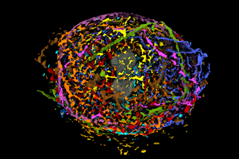 caption: Allen Institute in Seattle has produced a visualization of human cell division.