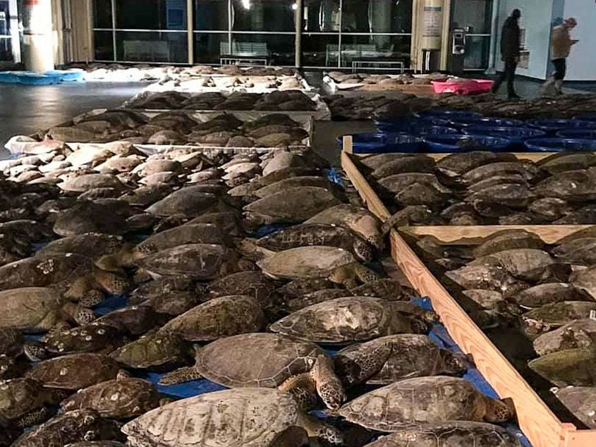 caption: Some of the thousands of cold-stunned sea turtles rescued in South Padre Island, Texas. Volunteers are continuing to rescue the creatures amid freezing temperatures and widespread power outages.