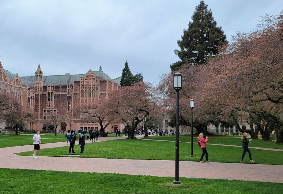 caption: A week before their predicted full bloom, cherry blossom trees start to blossom on the University of Washington campus, 3/12/2022