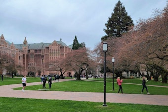 caption: A week before their predicted full bloom, cherry blossom trees start to blossom on the University of Washington campus, 3/12/2022