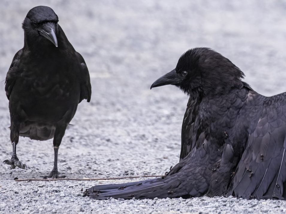 caption: "I noticed there were like little bumps all over this bird that was flopping around," photographer Tony Austin says. "And sure enough, it was covered in ants."