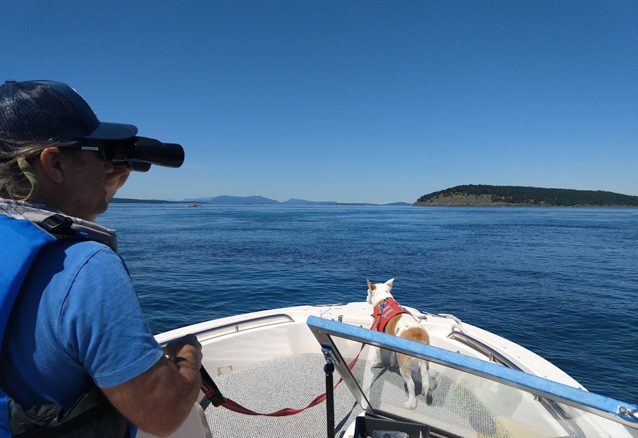 caption: Eba, the whale dog, uses her nose to alert researchers to floating whale poop, which can then be scooped up for analysis.