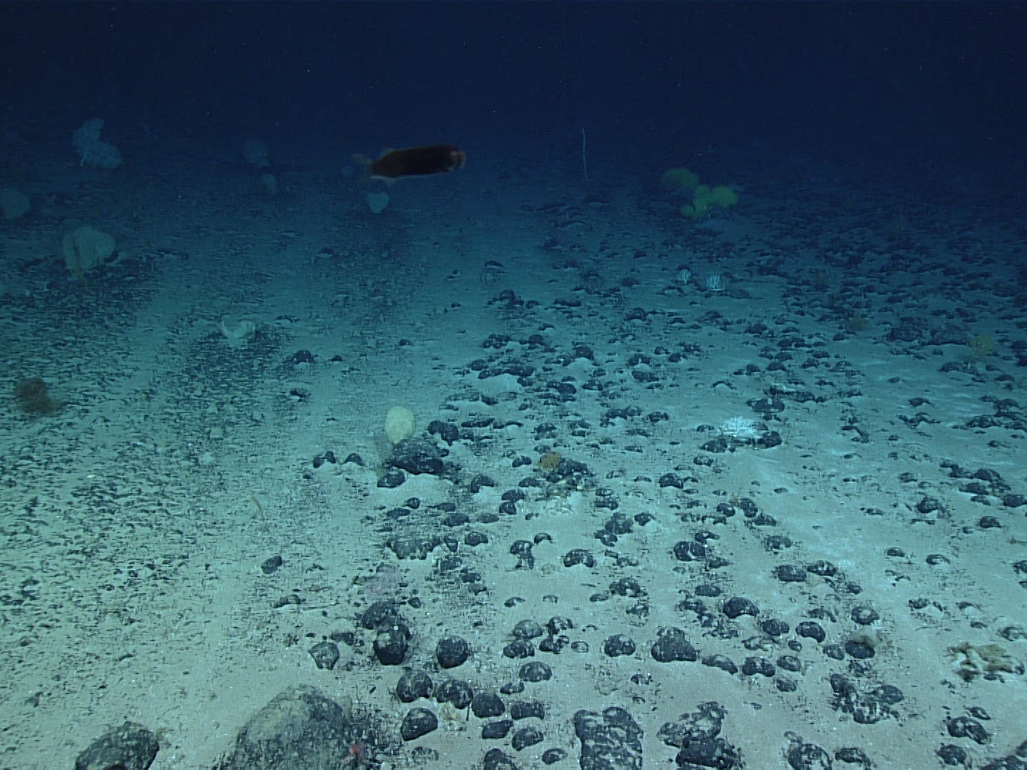 caption: Thousands of feet deep, parts of the seafloor are covered in polymetallic nodules. The potato-sized formations are being targeted by mining companies because of the metals they contain.