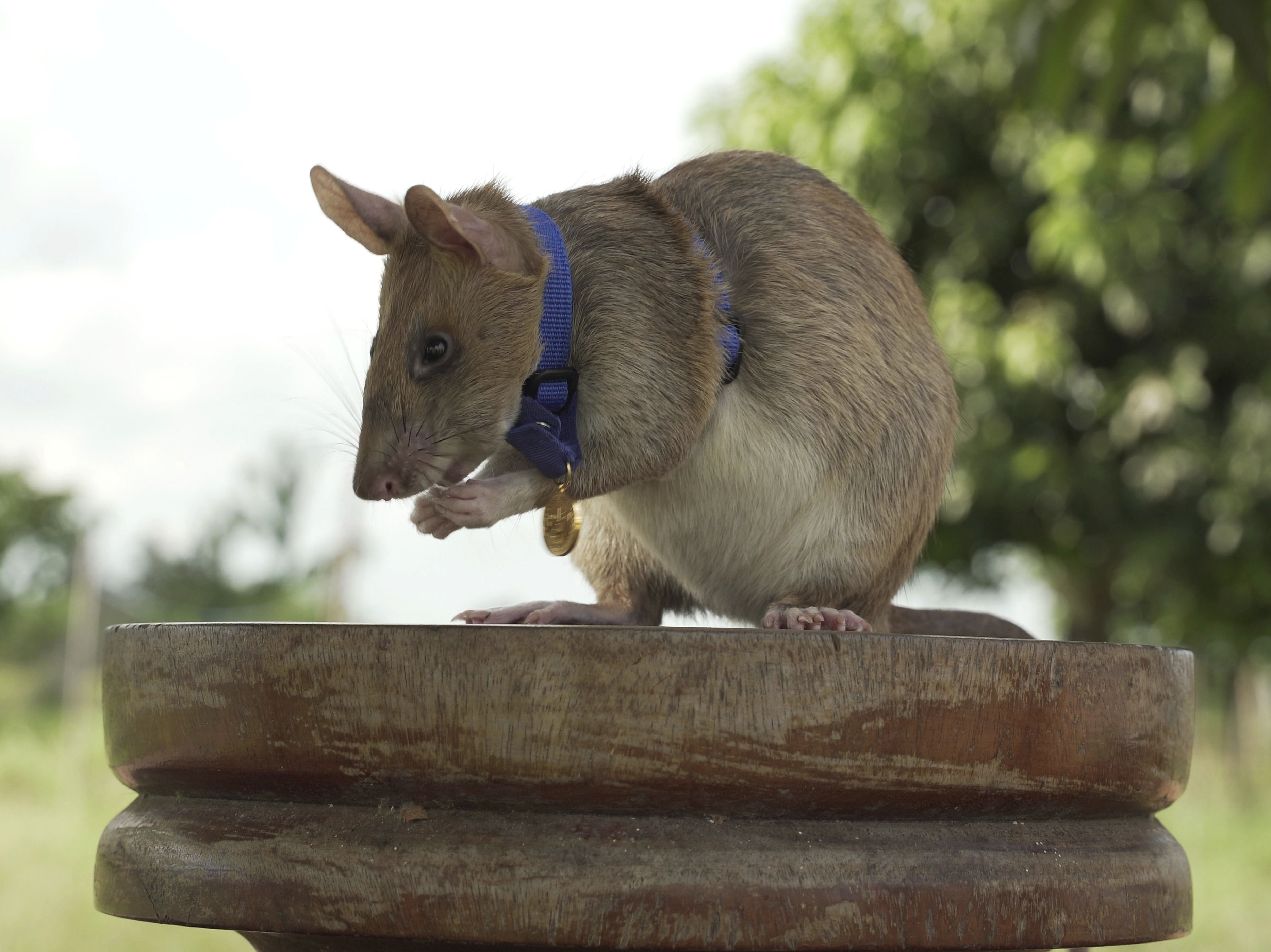 caption: Magawa, a rat that has been trained to detect explosives, was awarded the PDSA Gold Medal on Friday for his bravery in searching out unexploded landmines in Cambodia.