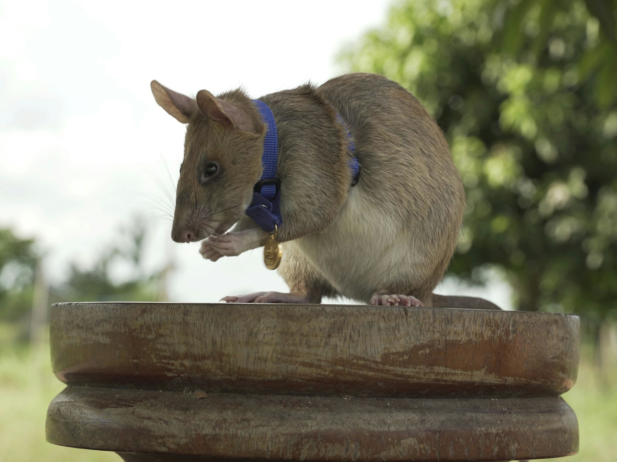 Opinion: A well-deserved statue for a hero rat