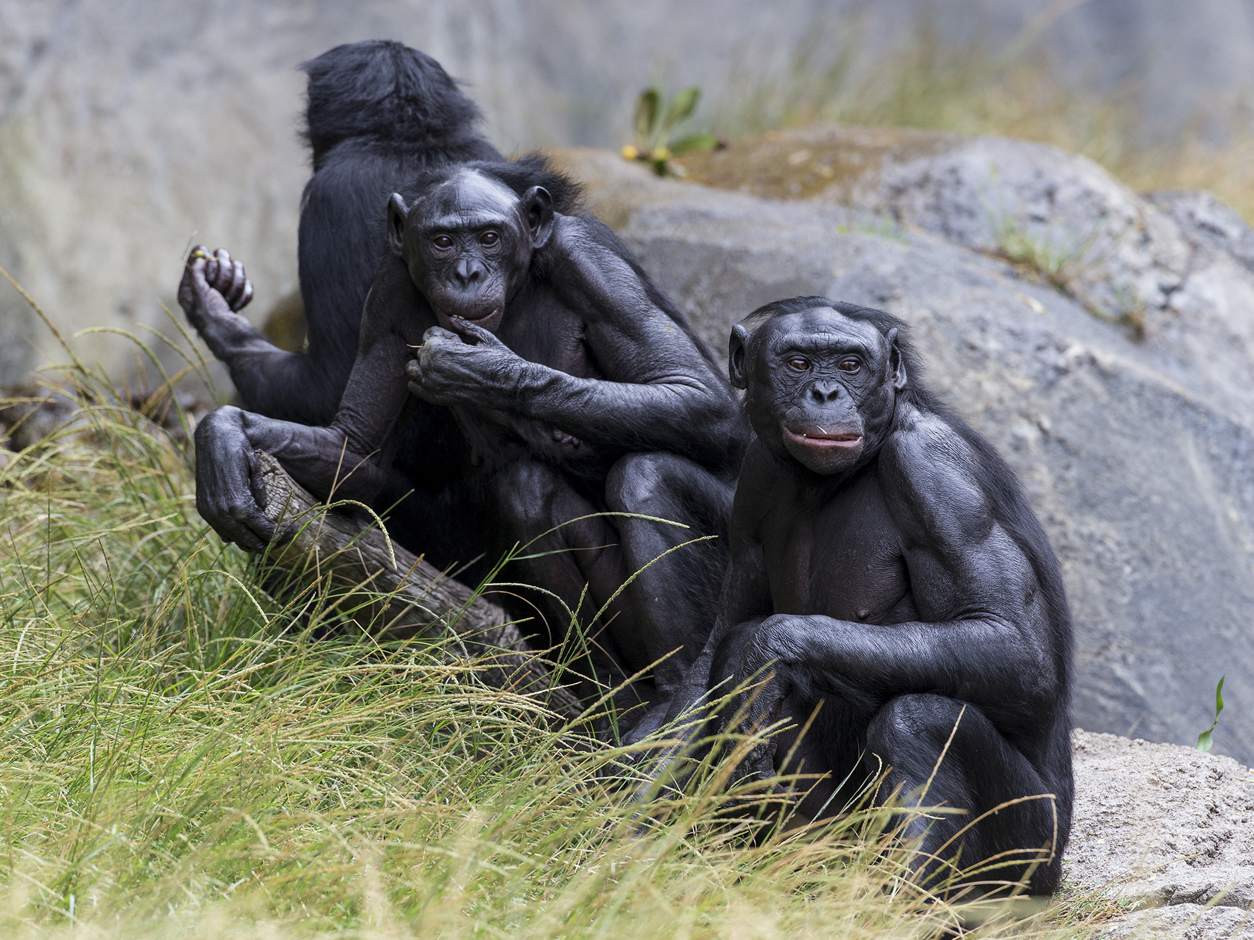 caption: Five bonobos at the San Diego Zoo have been vaccinated against COVID-19.