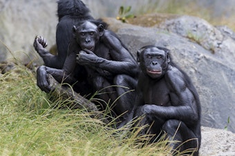 caption: Five bonobos at the San Diego Zoo have been vaccinated against COVID-19.
