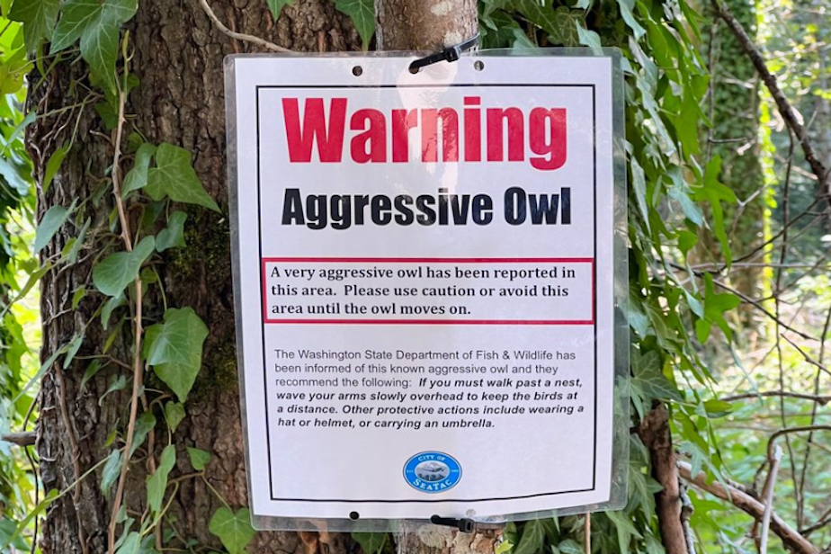 caption: A sign posted by the city of SeaTac warns of an aggressive own in a local park. The city suggests people avoid the area, or wear a hat or helmet. 
