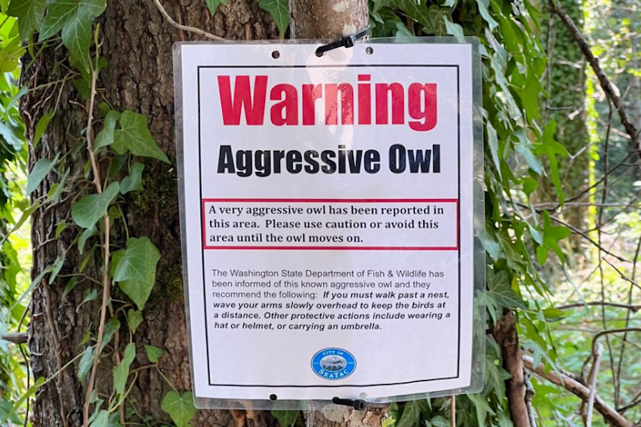 caption: A sign posted by the city of SeaTac warns of an aggressive own in a local park. The city suggests people avoid the area, or wear a hat or helmet.