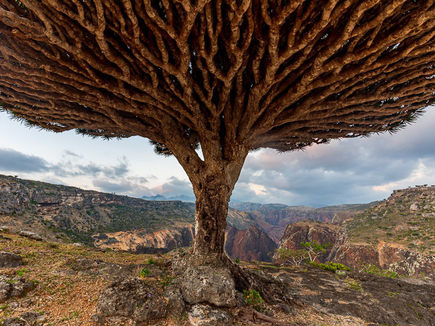 caption: Dragon blood tree at Diksam Plateau, on Yemen's Socotra Island. It's one of the sites included on the 2022 Watch from the World Monuments Fund.