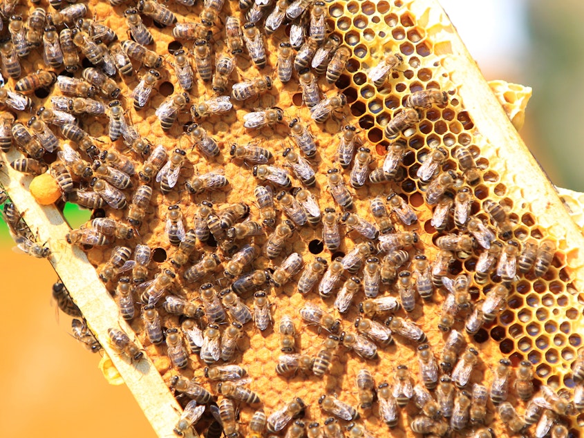caption: Researchers say they've found a way to let queen bees pass on immunity to a devastating disease called American foulbrood. The infectious disease is so deadly, many states and beekeeping groups recommend burning any hive that's been infected. Here, a frame from a normal hive is seen in a photo from 2017.